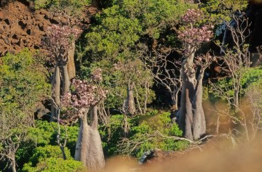 Adenyum obesum, Apocynoideae familyasından Apocynaceae familyasından Apocynaceae kabilesine ait zehirli bir bitki türüdür..