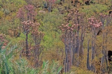 Adenyum obesum, Apocynoideae familyasından Apocynaceae familyasından Apocynaceae kabilesine ait zehirli bir bitki türüdür..