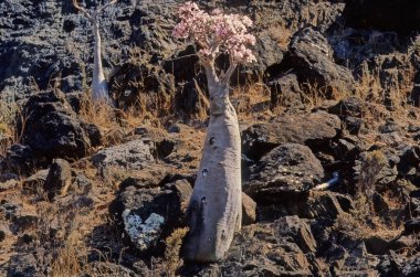Adenyum obesum, Apocynoideae familyasından Apocynaceae familyasından Apocynaceae kabilesine ait zehirli bir bitki türüdür..