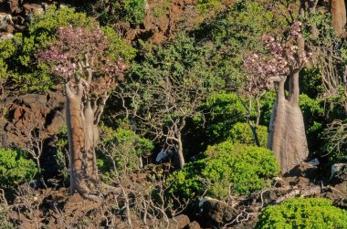 Adenyum obesum, Apocynoideae familyasından Apocynaceae familyasından Apocynaceae kabilesine ait zehirli bir bitki türüdür..