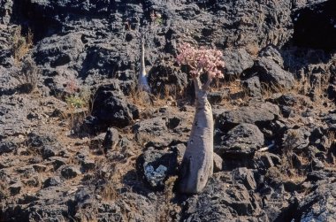 Adenyum obesum, Apocynoideae familyasından Apocynaceae familyasından Apocynaceae kabilesine ait zehirli bir bitki türüdür..