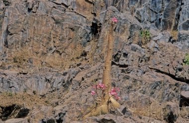 Adenyum obesum, Apocynoideae familyasından Apocynaceae familyasından Apocynaceae kabilesine ait zehirli bir bitki türüdür..