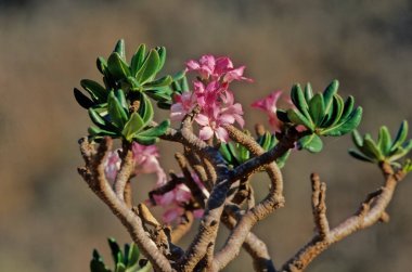 Adenyum obesum, Apocynoideae familyasından Apocynaceae familyasından Apocynaceae kabilesine ait zehirli bir bitki türüdür..
