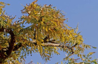 Boswellia, Sapindales (Sapindales) familyasından bir ağaç cinsidir..