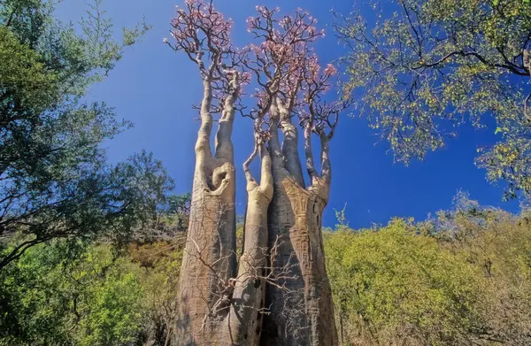 Adenyum obesum, Apocynoideae familyasından Apocynaceae familyasından Apocynaceae kabilesine ait zehirli bir bitki türüdür..