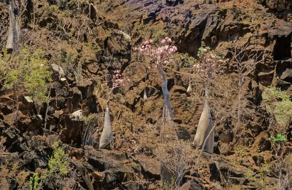 Adenyum obesum, Apocynoideae familyasından Apocynaceae familyasından Apocynaceae kabilesine ait zehirli bir bitki türüdür..