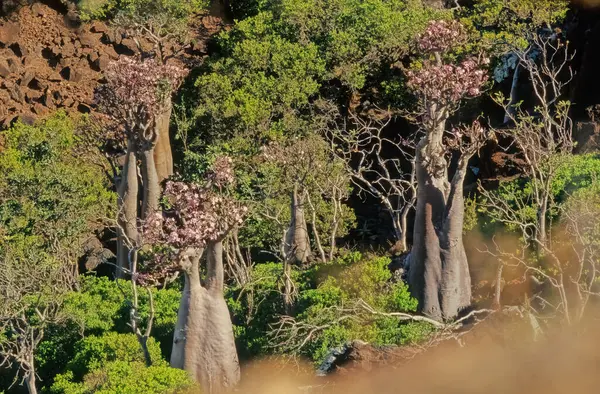 Adenyum obesum, Apocynoideae familyasından Apocynaceae familyasından Apocynaceae kabilesine ait zehirli bir bitki türüdür..