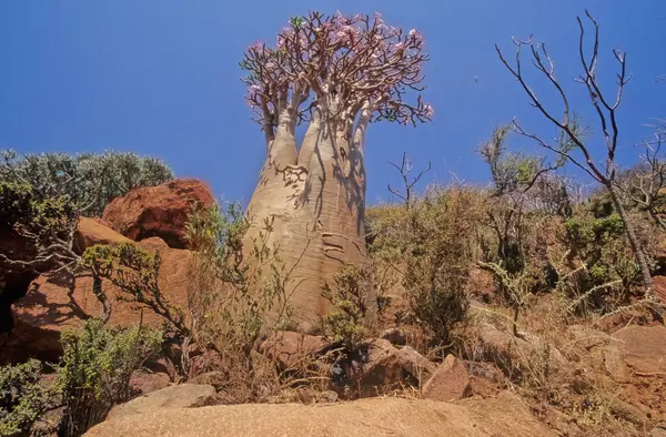 Adenium Obesum Besser Bekannt Als Wüstenrose Ist Eine Giftige Blütenpflanze — Stockfoto