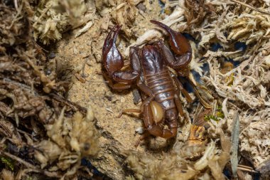 Euscorpius akrep cinsi, genellikle küçük ahşap akrepler olarak adlandırılır. Euscorpiidae familyasından, Chactidae familyasından Euscorpiinae familyasına ait 65 türden oluşur..