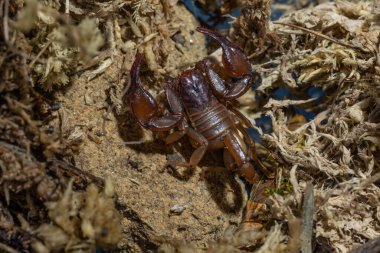 Euscorpius akrep cinsi, genellikle küçük ahşap akrepler olarak adlandırılır. Euscorpiidae familyasından, Chactidae familyasından Euscorpiinae familyasına ait 65 türden oluşur..