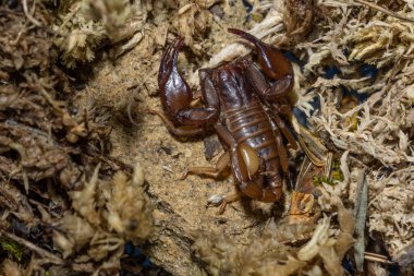 Euscorpius akrep cinsi, genellikle küçük ahşap akrepler olarak adlandırılır. Euscorpiidae familyasından, Chactidae familyasından Euscorpiinae familyasına ait 65 türden oluşur..