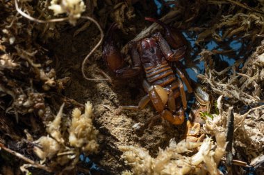 Euscorpius akrep cinsi, genellikle küçük ahşap akrepler olarak adlandırılır. Euscorpiidae familyasından, Chactidae familyasından Euscorpiinae familyasına ait 65 türden oluşur..