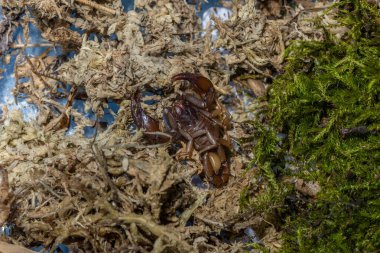 Euscorpius akrep cinsi, genellikle küçük ahşap akrepler olarak adlandırılır. Euscorpiidae familyasından, Chactidae familyasından Euscorpiinae familyasına ait 65 türden oluşur..