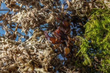 Euscorpius akrep cinsi, genellikle küçük ahşap akrepler olarak adlandırılır. Euscorpiidae familyasından, Chactidae familyasından Euscorpiinae familyasına ait 65 türden oluşur..