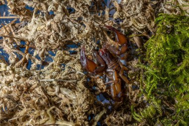 Euscorpius akrep cinsi, genellikle küçük ahşap akrepler olarak adlandırılır. Euscorpiidae familyasından, Chactidae familyasından Euscorpiinae familyasına ait 65 türden oluşur..