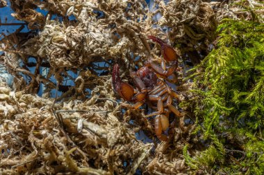 Euscorpius akrep cinsi, genellikle küçük ahşap akrepler olarak adlandırılır. Euscorpiidae familyasından, Chactidae familyasından Euscorpiinae familyasına ait 65 türden oluşur..