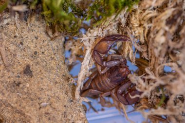 Euscorpius akrep cinsi, genellikle küçük ahşap akrepler olarak adlandırılır. Euscorpiidae familyasından, Chactidae familyasından Euscorpiinae familyasına ait 65 türden oluşur..