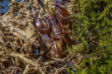 Euscorpius akrep cinsi, genellikle küçük ahşap akrepler olarak adlandırılır. Euscorpiidae familyasından, Chactidae familyasından Euscorpiinae familyasına ait 65 türden oluşur..