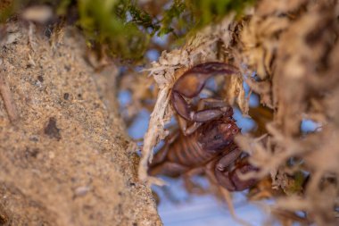 Euscorpius akrep cinsi, genellikle küçük ahşap akrepler olarak adlandırılır. Euscorpiidae familyasından, Chactidae familyasından Euscorpiinae familyasına ait 65 türden oluşur..