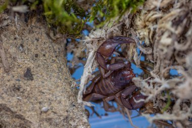Euscorpius akrep cinsi, genellikle küçük ahşap akrepler olarak adlandırılır. Euscorpiidae familyasından, Chactidae familyasından Euscorpiinae familyasına ait 65 türden oluşur..