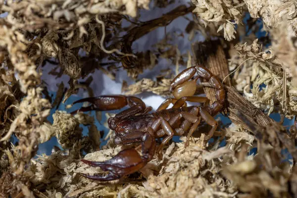 Euscorpius akrep cinsi, genellikle küçük ahşap akrepler olarak adlandırılır. Euscorpiidae familyasından, Chactidae familyasından Euscorpiinae familyasına ait 65 türden oluşur..