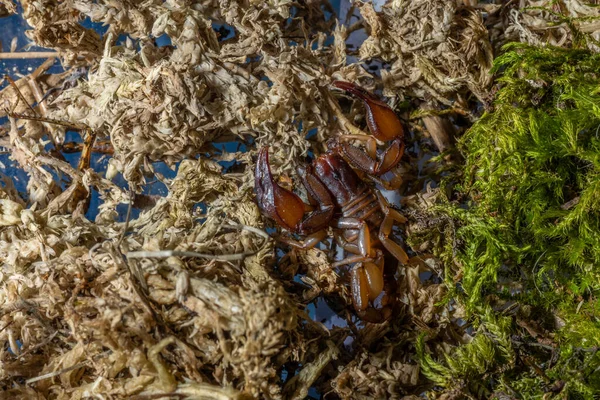 Euscorpius akrep cinsi, genellikle küçük ahşap akrepler olarak adlandırılır. Euscorpiidae familyasından, Chactidae familyasından Euscorpiinae familyasına ait 65 türden oluşur..