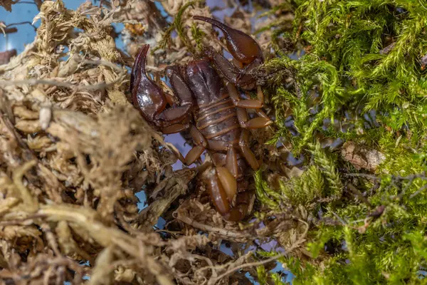 Euscorpius akrep cinsi, genellikle küçük ahşap akrepler olarak adlandırılır. Euscorpiidae familyasından, Chactidae familyasından Euscorpiinae familyasına ait 65 türden oluşur..