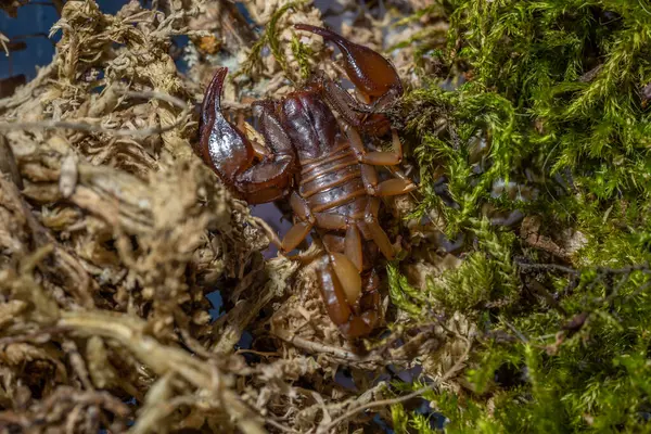 Euscorpius Est Genre Scorpions Communément Appelés Petits Scorpions Bois Contient — Photo