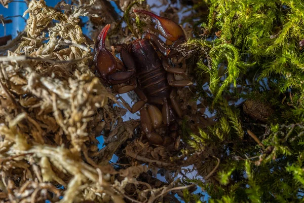 Euscorpius akrep cinsi, genellikle küçük ahşap akrepler olarak adlandırılır. Euscorpiidae familyasından, Chactidae familyasından Euscorpiinae familyasına ait 65 türden oluşur..