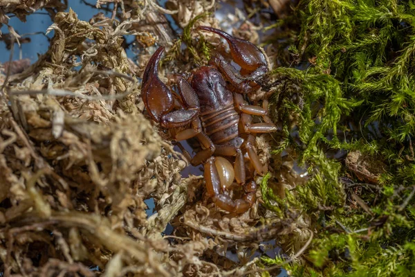 Euscorpius is a genus of scorpions, commonly called small wood-scorpions. It presently contains sixty-five species and is the type genus of the family Euscorpiidae  long included in the Chactidae and the subfamily Euscorpiinae.