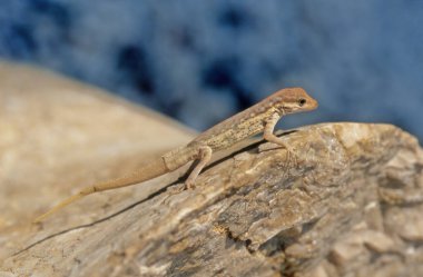 Pristurus samhaensis, Sphaerodactylidae familyasından Samhah ve Darsah adalarında yaşayan bir kertenkele türüdür..