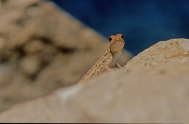 Pristurus samhaensis, Sphaerodactylidae familyasından Samhah ve Darsah adalarında yaşayan bir kertenkele türüdür..