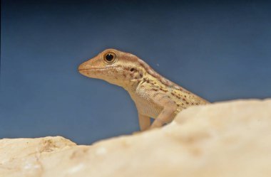 Pristurus samhaensis, Sphaerodactylidae familyasından Samhah ve Darsah adalarında yaşayan bir kertenkele türüdür..