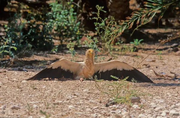 stock image The Egyptian vulture (Neophron percnopterus), also called the white scavenger vulture or pharaoh's chicken