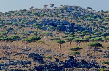 Dracaena cinnabari (Socotra ejderha ağacı veya ejderha kanı ağacı), Yemen 'in bir parçası olan Socotra takımadasına ait bir ejderha ağacı..