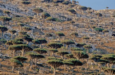 Dracaena cinnabari (Socotra ejderha ağacı veya ejderha kanı ağacı), Yemen 'in bir parçası olan Socotra takımadasına ait bir ejderha ağacı..