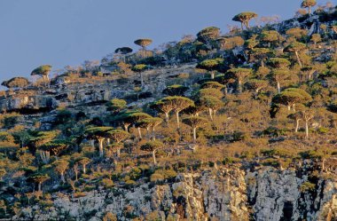 Dracaena cinnabari (Socotra ejderha ağacı veya ejderha kanı ağacı), Yemen 'in bir parçası olan Socotra takımadasına ait bir ejderha ağacı..