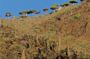 Dracaena cinnabari (Socotra ejderha ağacı veya ejderha kanı ağacı), Yemen 'in bir parçası olan Socotra takımadasına ait bir ejderha ağacı..