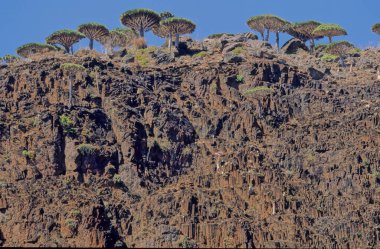 Dracaena cinnabari (Socotra ejderha ağacı veya ejderha kanı ağacı), Yemen 'in bir parçası olan Socotra takımadasına ait bir ejderha ağacı..