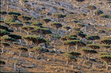 Dracaena cinnabari (Socotra ejderha ağacı veya ejderha kanı ağacı), Yemen 'in bir parçası olan Socotra takımadasına ait bir ejderha ağacı..