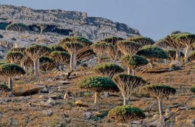 Dracaena cinnabari (Socotra ejderha ağacı veya ejderha kanı ağacı), Yemen 'in bir parçası olan Socotra takımadasına ait bir ejderha ağacı..