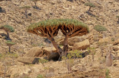 Dracaena cinnabari (Socotra ejderha ağacı veya ejderha kanı ağacı), Yemen 'in bir parçası olan Socotra takımadasına ait bir ejderha ağacı..