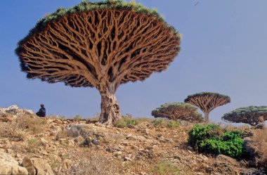 Dracaena cinnabari (Socotra ejderha ağacı veya ejderha kanı ağacı), Yemen 'in bir parçası olan Socotra takımadasına ait bir ejderha ağacı..