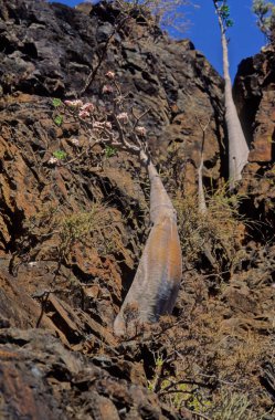 Adenyum obesum, Apocynoideae familyasından Apocynaceae familyasından Apocynaceae kabilesine ait zehirli bir bitki türüdür..