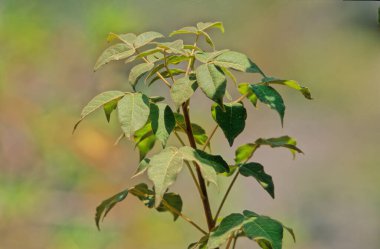 Jatropha unicostata, Euphorbiaceae familyasından bir bitki türü. Yemen 'in Socotra adasına özgü bir hastalık..