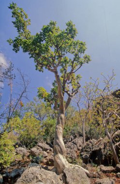 Aloe perryi, Aloe cinsinde bir bitki türüdür. Yemen 'deki Socotra adasına özgüdür ve Socotrine aloe olarak da bilinir.