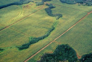 Kauai Hawaiian, Hawaii 'nin ana adaları arasında jeolojik olarak en eski ikinci adadır.