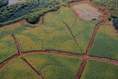 Kauai Hawaiian, Hawaii 'nin ana adaları arasında jeolojik olarak en eski ikinci adadır.