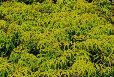 Alakai Vahşi Doğa Koruma Alanı Hawaii 'nin Kauai adasında yer alan bir ormandır..