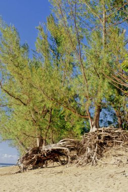 NaPali Coast State Park, ABD 'nin Hawaii eyaletinde, Kauai' nin kuzeybatı yakasında, Hawaii 'nin en eski ikinci adasıdır.